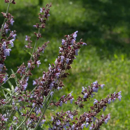 Relax Tra I Mirti Villa